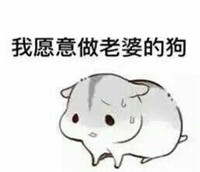 球球大作战萌萌哒仓鼠表情包 就是要你爱不释手