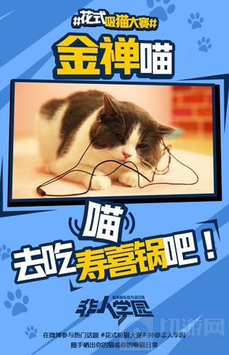 4.12去猫岛开黑 非人学园开启花式吸猫大赛