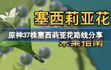 原神塞西莉亚花全采集路线 塞西莉亚花路线分享